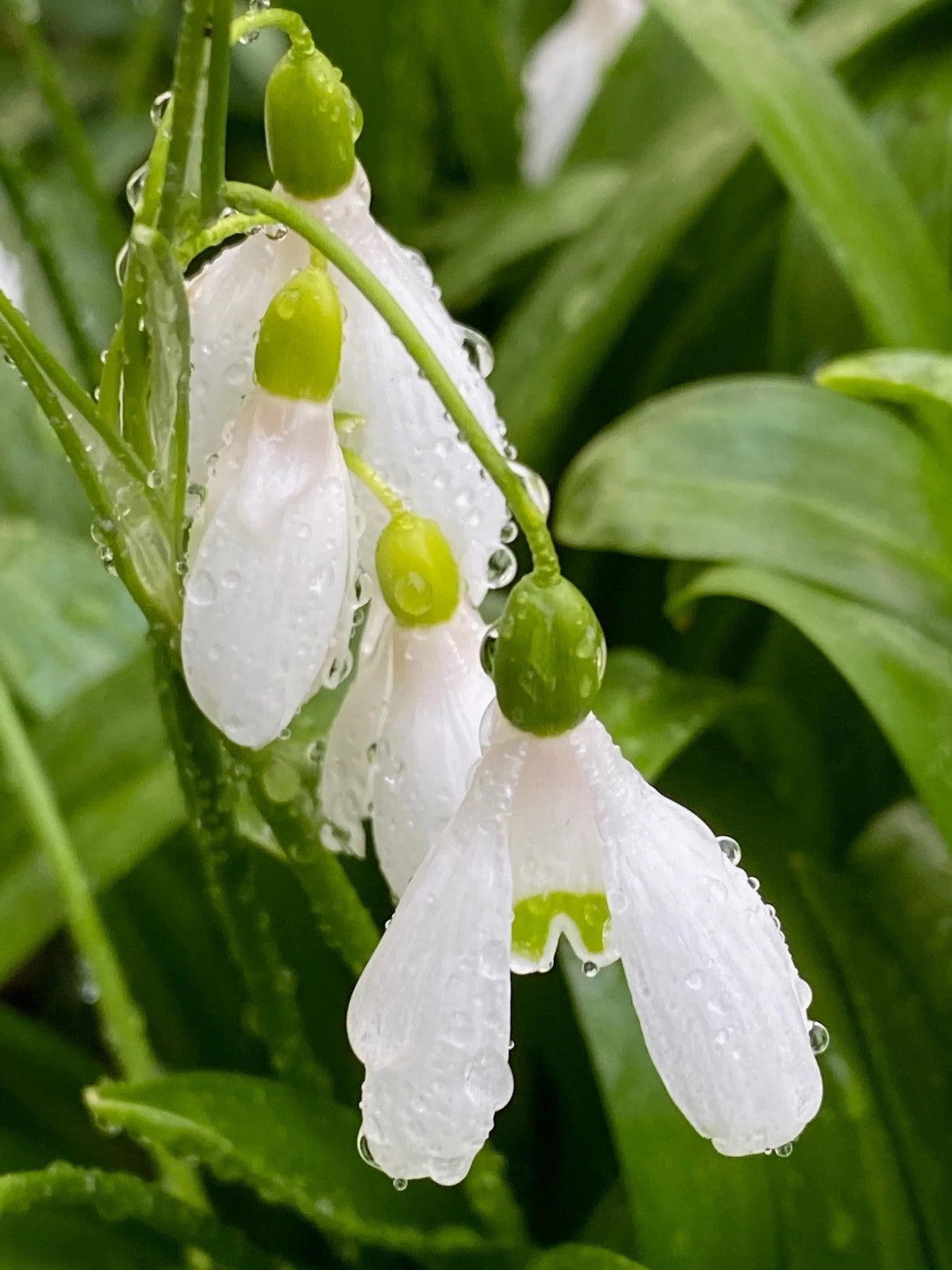 15x Snowdrop Woronowii Bulbs 7+cm White Early Spring Flowering Snowdrops