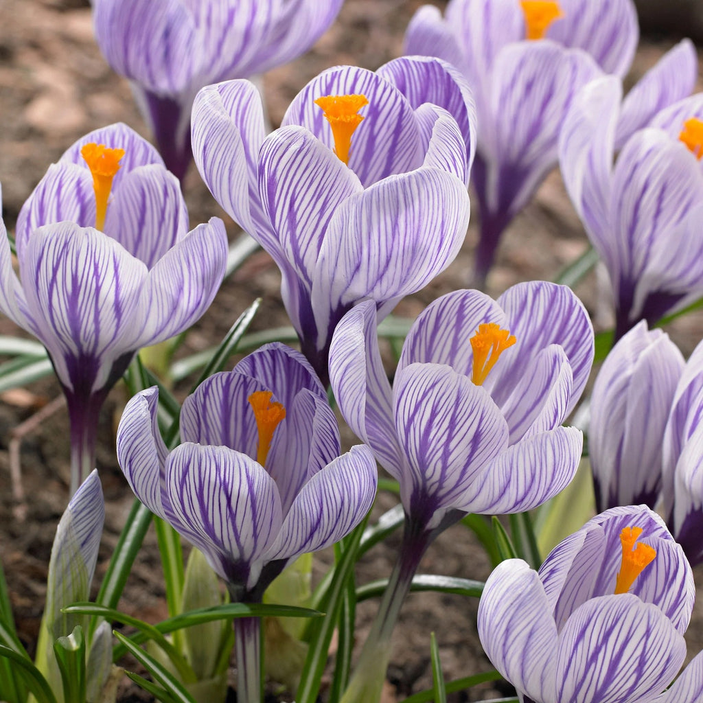 15x Crocus Pickwick Bulbs 8/9cm Striped Spring Flowering Garden Bulbs