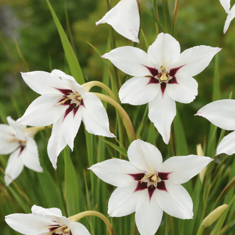 30 x Acidanthera Peacock Orchid Bulbs - Elegant, sweetly scented flowers