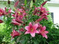 2x Lily Purple Prince 2L Pot Giant Tree Lily Garden Plants
