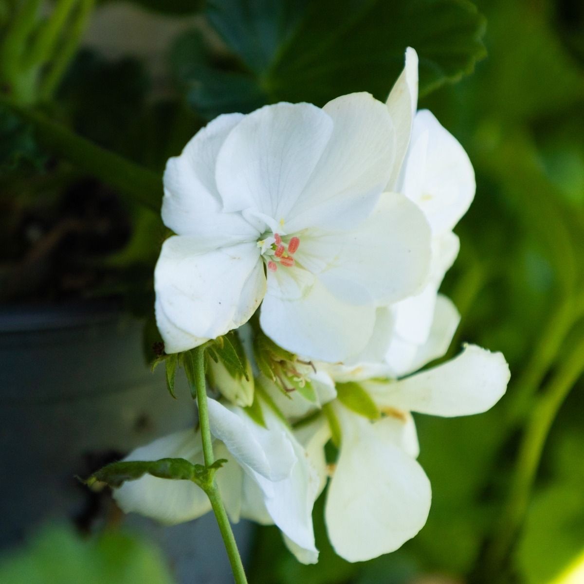 2x Geranium Isabella White Plants 10.5cm Pots Summer Bedding Flowers