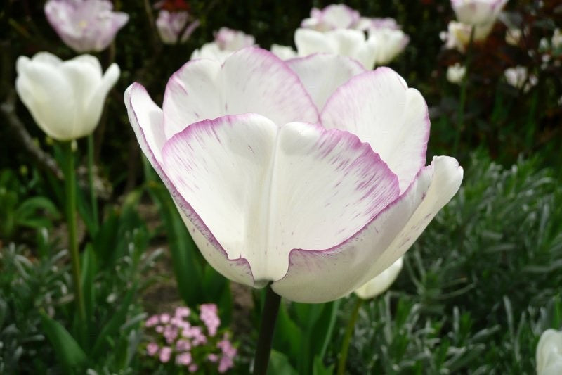 10x Tulip Shirley Bulbs 10/11cm White Purple Spring Flowering Garden Bulbs