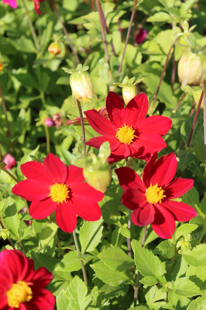 2x Dahlia Mignon Red 1.5L Pot Bee Friendly Garden Plant