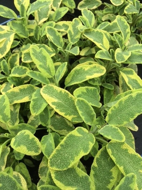 2x Golden Sage Icterina Plants Variegated Aromatic Herb 9cm Pots