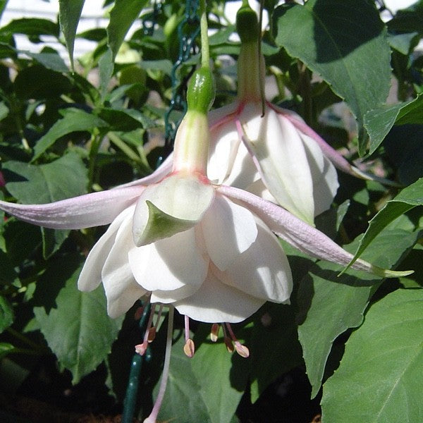 3x Fuchsia Happy Wedding Day Plants Hardy Perennial 10.5cm Pots