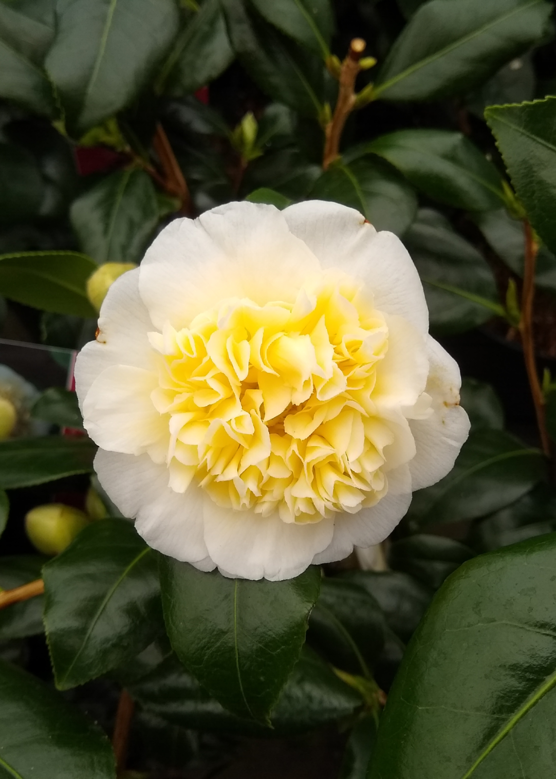 1 x Camellia japonica 'Brushfields Yellow' -  Evergreen Hardy Shrub in 1ltr pot