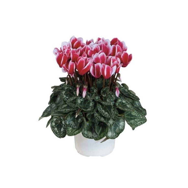 2x Cyclamen Picola Magenta Bicolour Plant 10.5cm Pot Autumn Winter Flowers