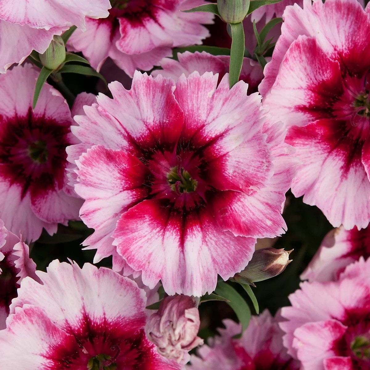 2x Dianthus Raspberry Magic Plants 9cm Pots Hardy Perennial Pink Garden Pinks