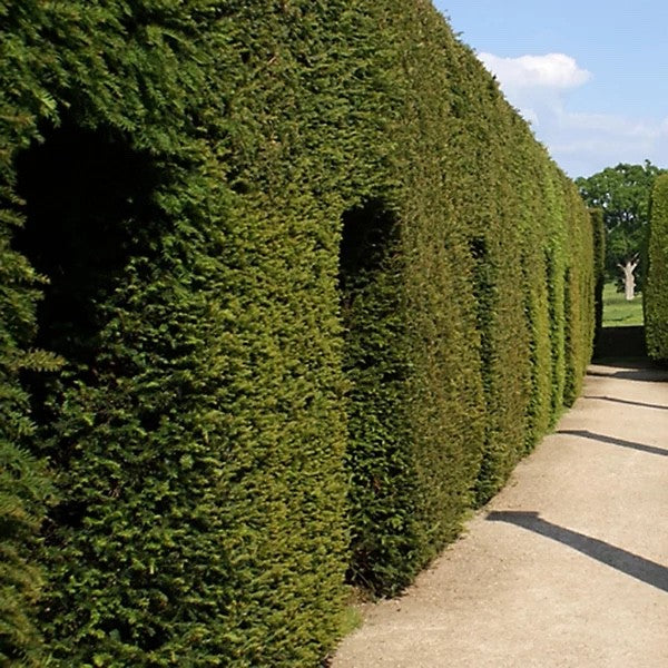 2x Taxus Baccata Yew Hedge Plants 9cm Pots Evergreen Garden