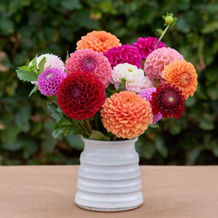 Dahlia Pom Pom Lucky Dip Plant 2L Pot Summer Flowering Garden