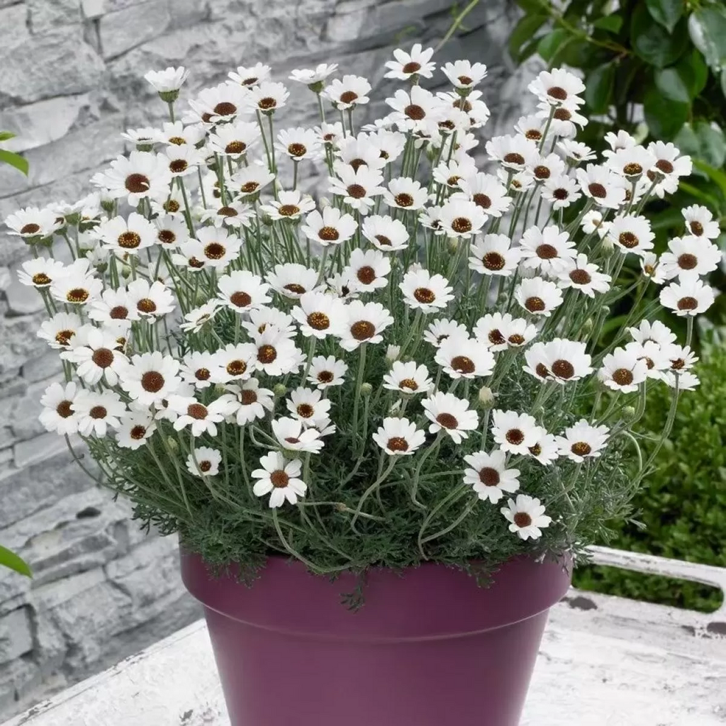 Rhodanthemum 'Casablanca' - Moroccan Daisy Hardy Garden Shrub in 2 litre pot