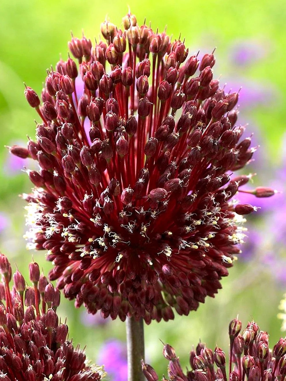 3x Allium Red Mohican Bulbs 10cm+ Ornamental Flowering Garden Perennial