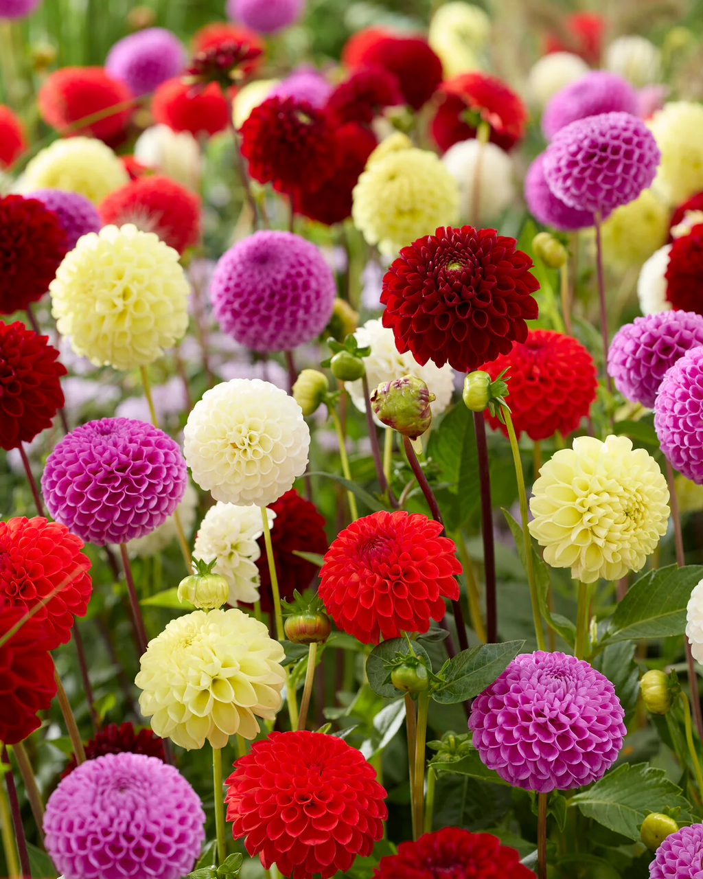 18 x Dahlia Mixed Bulbs Collection - A colourful display for a beautiful garden