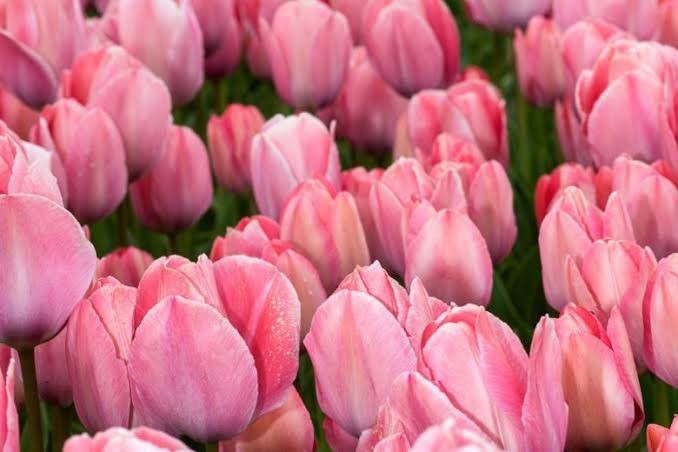 10x Tulip Van Eijk Bulbs 10/11cm Rose Pink Spring Flowering Garden Tulips