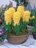 5x Prepared Hyacinth City of Haarlem 16/17cm Indoor Bulbs Pre-Order