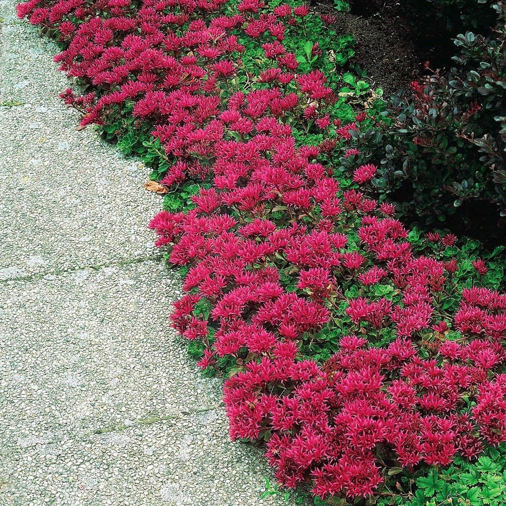2x Sedum Coccineum Stonecrop Plants 10.5cm Pots Ground Cover