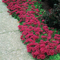 2x Sedum Coccineum Stonecrop Plants 10.5cm Pots Ground Cover