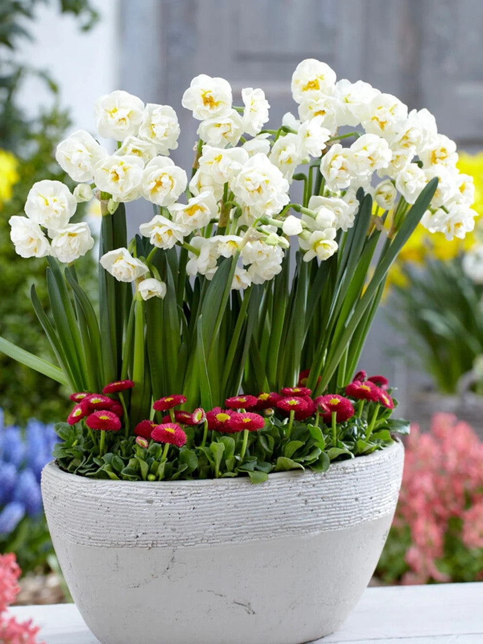 15x Daffodil Bridal Crown Bulbs Double White Yellow Scented Spring Flowers