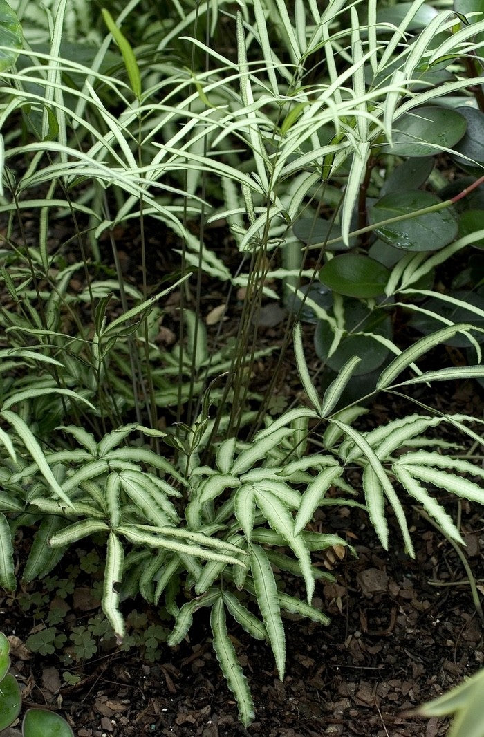 2 x Pteris Albolineata - Beautiful Indoor Plants Cretan Brake Fern 9cm potted