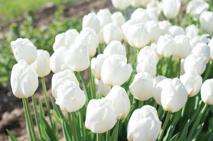10x Tulip Hakuun Bulbs 10/11cm Large White Spring Flowering Garden Tulips