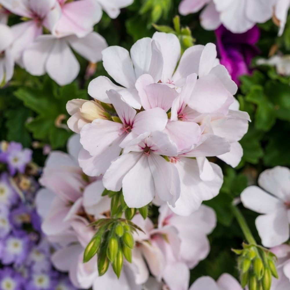 2 x Geranium Trailing Ivy Leaf ‘Blanche Roche’– Summer Plants in 10.5cm Pots