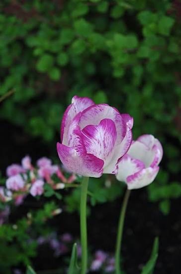 10x Tulip Shirley Bulbs 10/11cm White Purple Spring Flowering Garden Bulbs