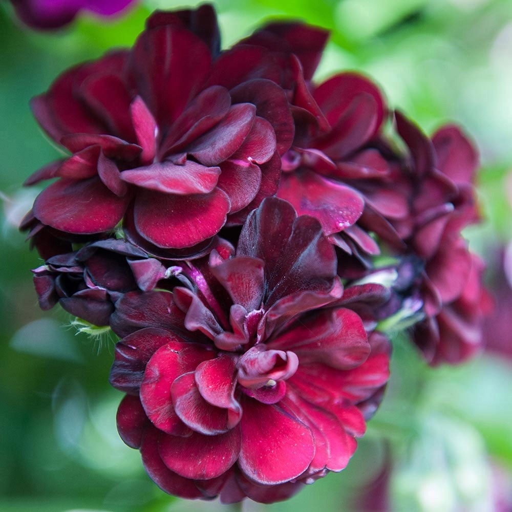 2 x Trailing Geranium 'Rosebud Tommy' -  Ivy Leaf Summer Plants in 10.5cm pots