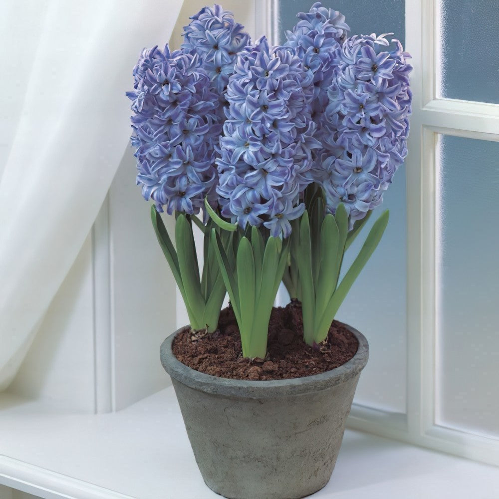 5x Prepared Hyacinth Delft Blue 16/17cm Indoor Bulbs Christmas Pre-Order