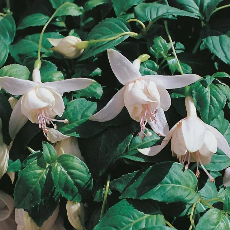 3x Fuchsia Happy Wedding Day Plants Hardy Perennial 10.5cm Pots