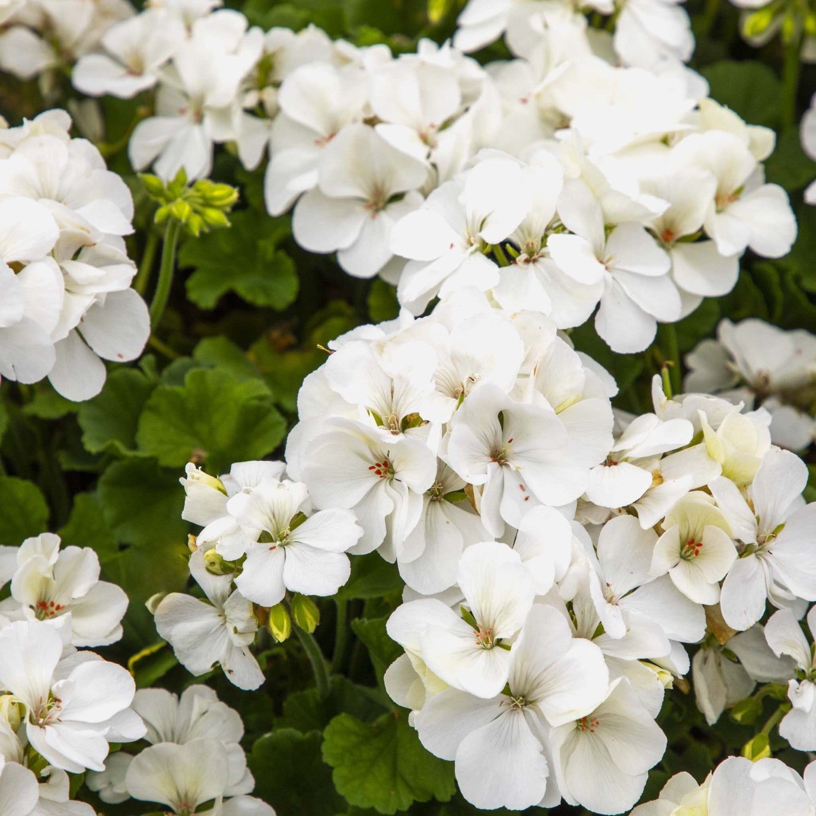2x Geranium Isabella White Plants 10.5cm Pots Summer Bedding Flowers