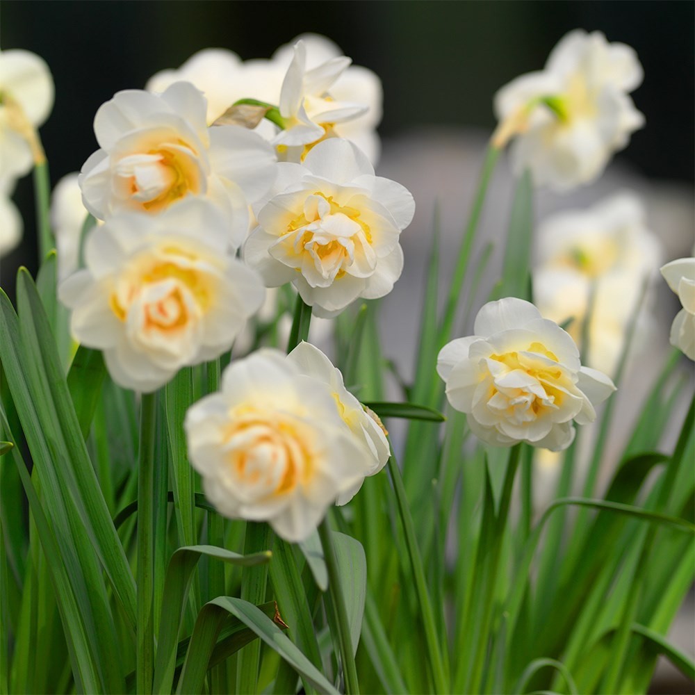 15x Daffodil Bridal Crown Bulbs Double White Yellow Scented Spring Flowers