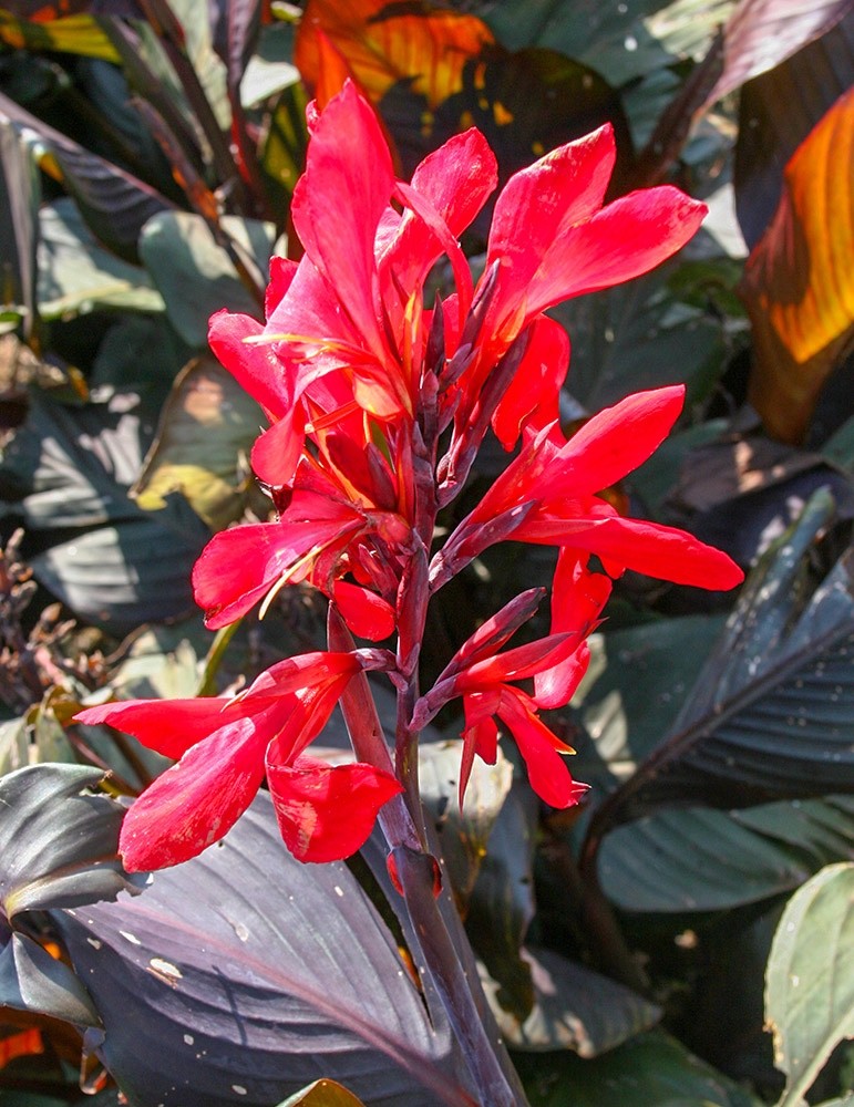 4 x Canna Red Futurity Bulbs - Lily Tropicanna Lush Burgundy Foliage