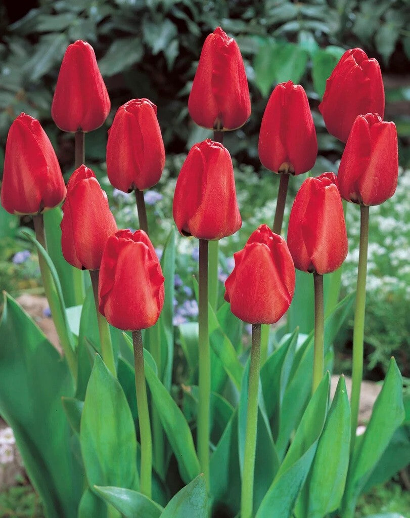10x Tulip Apeldoorn Bulbs 10/11cm Large Red Spring Flowering Garden Tulips