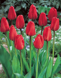 10x Tulip Apeldoorn Bulbs 10/11cm Large Red Spring Flowering Garden Tulips