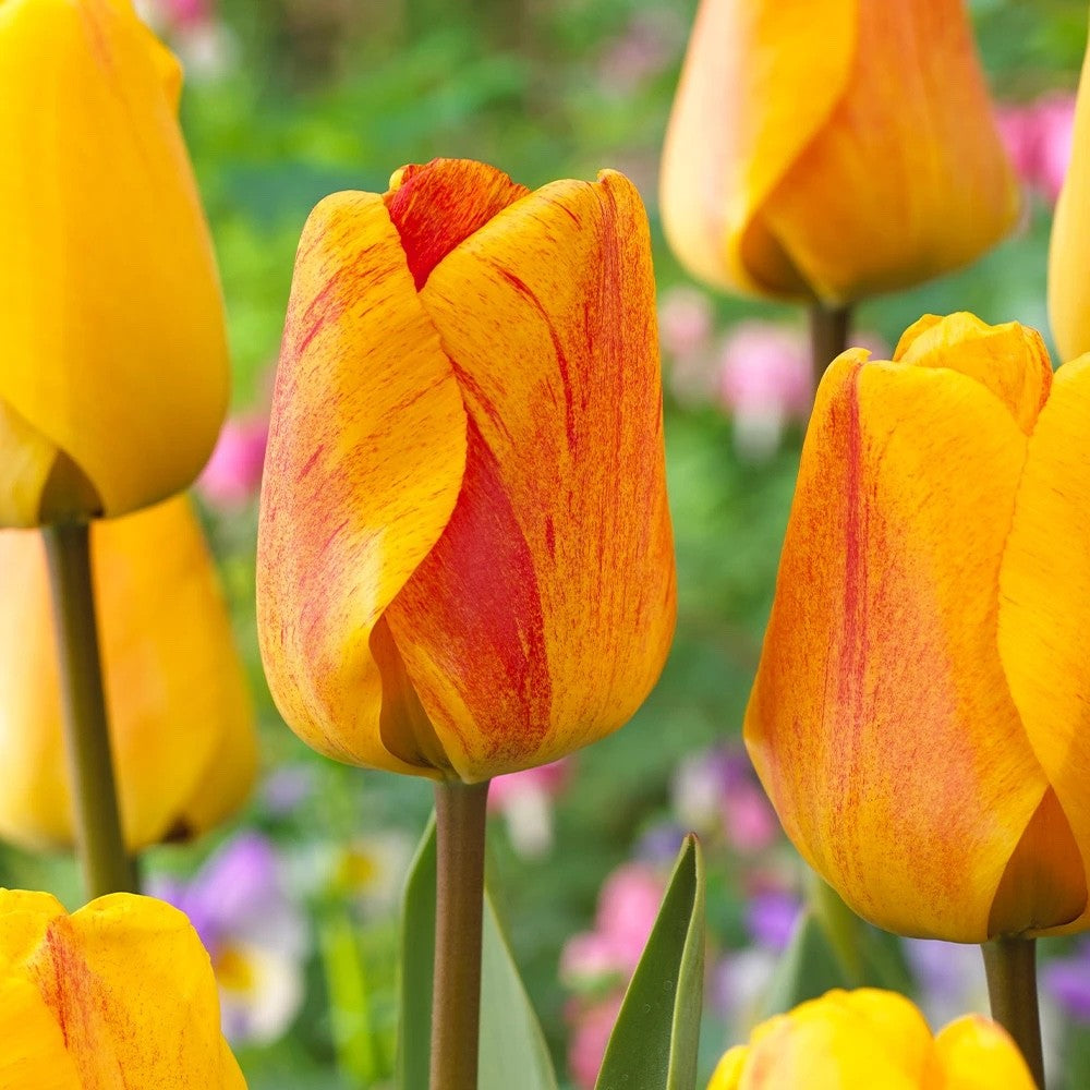 10x Tulip Beauty of Apeldoorn 10/11cm Orange Yellow Spring Flowering Bulbs
