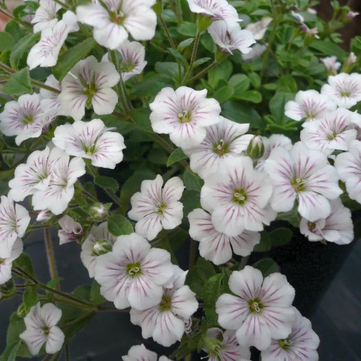 2x Gypsophila cerastoides Plants Baby's Breath Perennial 10.5cm Pots