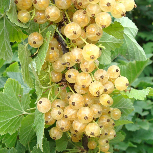 Whitecurrant 'Versailles' - Hardy Large Ribes ready to fruit in Summer 3ltr pot