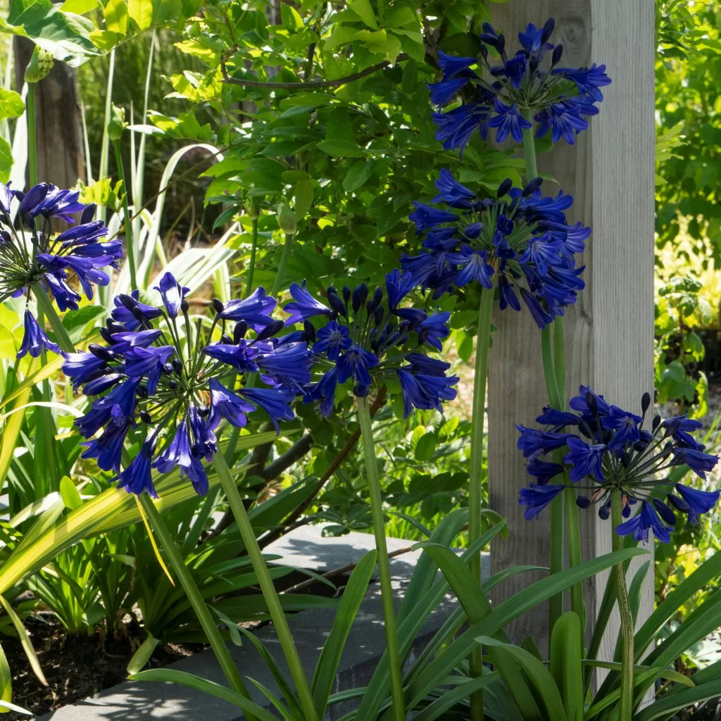 Agapanthus 'Midnight Sky' - Garden perennial plant in 1.5 Litre pot