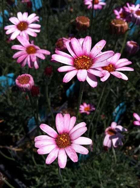 Rhodanthemum 'Marrakech' - Moroccan Daisy Hardy Garden Shrub in 2 litre pot