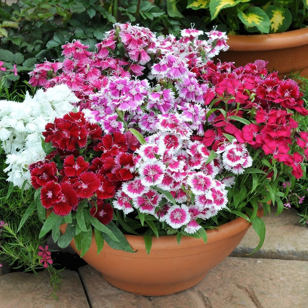 2x Dianthus Festival Mix Plants 9cm Pots Hardy Perennial Colourful Pink Flowers