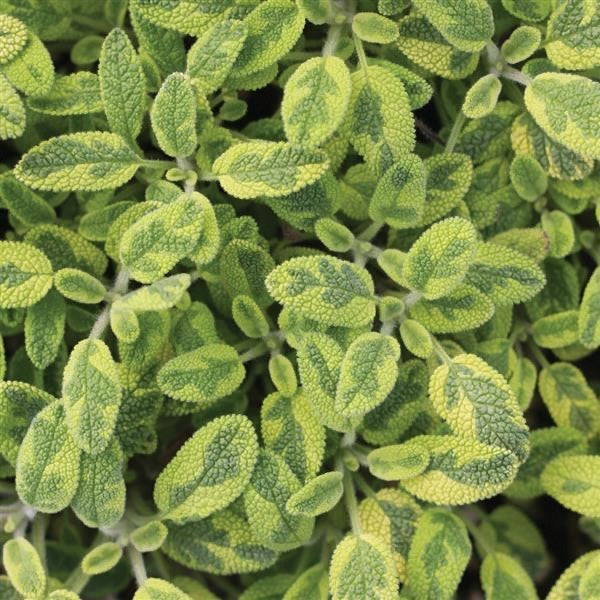 2x Golden Sage Icterina Plants Variegated Aromatic Herb 9cm Pots