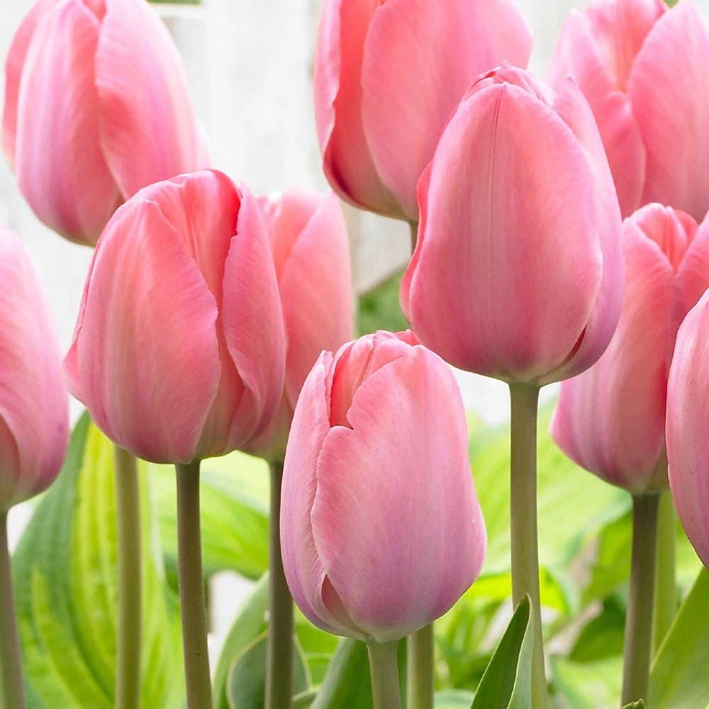 10x Tulip Van Eijk Bulbs 10/11cm Rose Pink Spring Flowering Garden Tulips