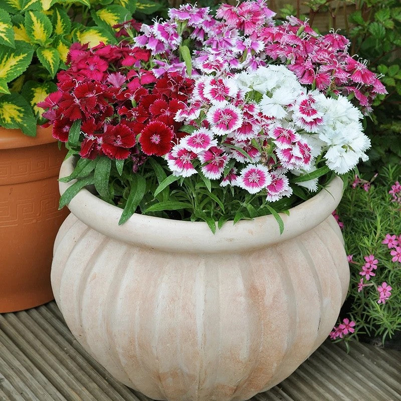 2x Dianthus Festival Mix Plants 9cm Pots Hardy Perennial Colourful Pink Flowers