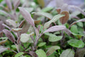 2 Purple Sage Plants 9cm Pots Award Winning Aromatic Mediterranean Herb