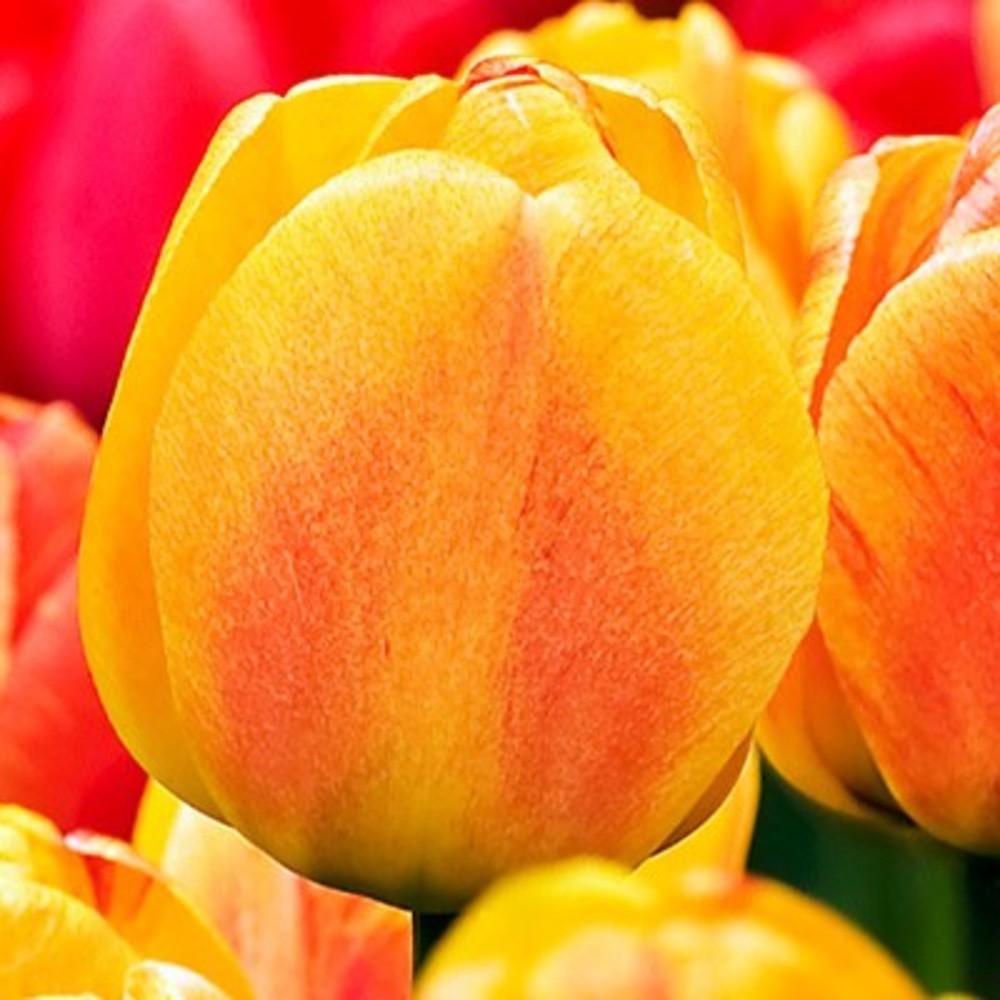 10x Tulip Beauty of Apeldoorn 10/11cm Orange Yellow Spring Flowering Bulbs