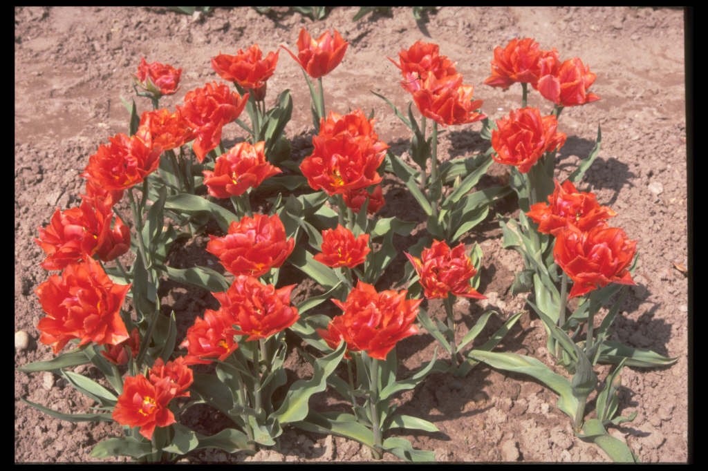 10x Double Early Tulip Orange Nassau 10/11cm Bulbs Pre-Order Autumn Planting