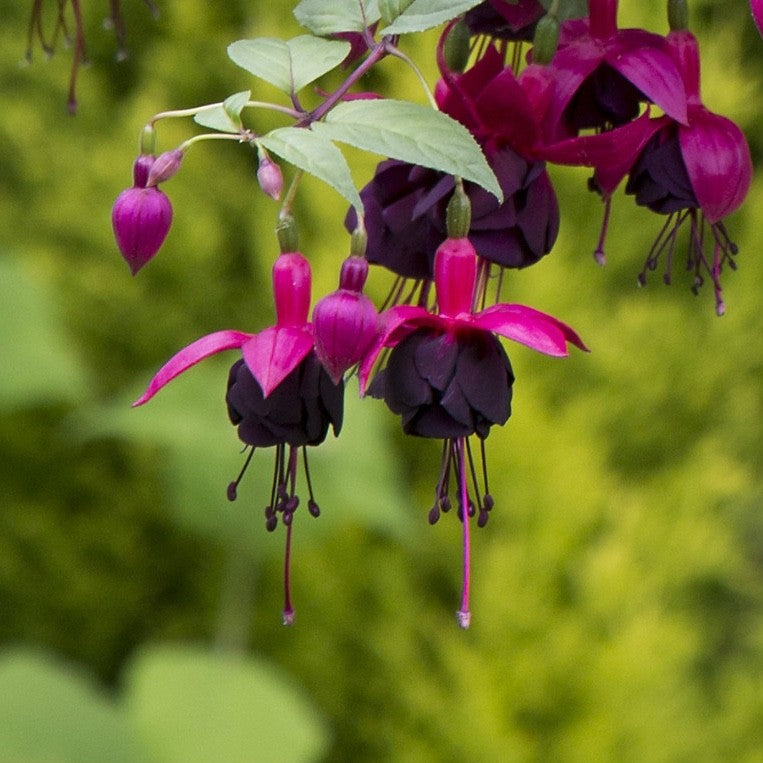 2x Fuchsia Millennium Plants Giant Flowering 9cm Pots Hardy