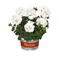 3x Geranium Isabella White Plants 10.5cm Pots Summer Bedding Flowers