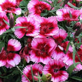 2x Dianthus Raspberry Magic Plants 9cm Pots Hardy Perennial Pink Garden Pinks