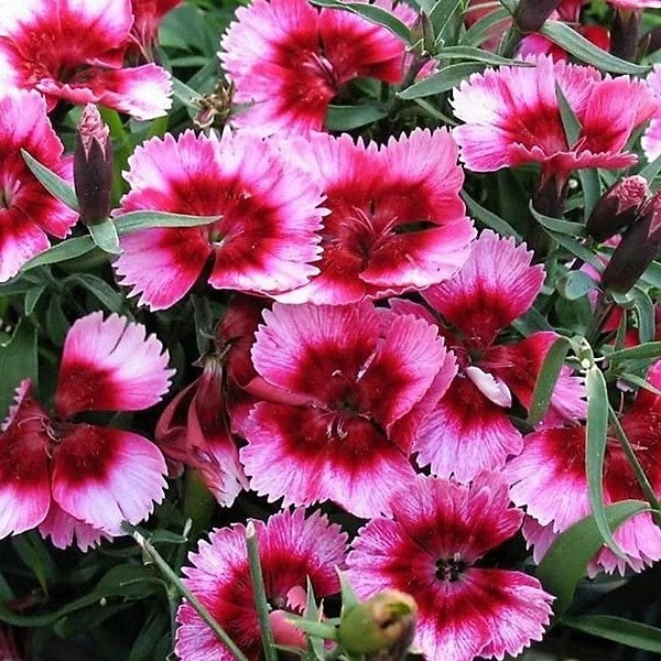 2x Dianthus Raspberry Magic Plants 9cm Pots Hardy Perennial Pink Garden Pinks